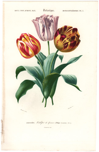 Tulips